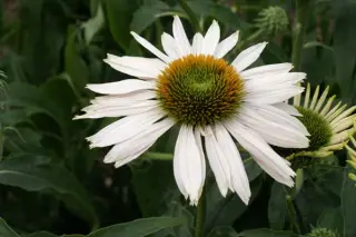 Echinacea purpurea 'Fragrant Angel'
