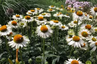 Echinacea purpurea 'Fragrant Angel'