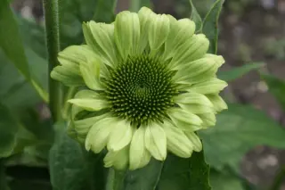 Echinacea purpurea 'Green Jewel'
