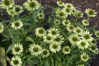Echinacea purpurea 'Green Jewel'