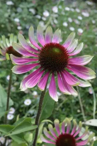 Echinacea purpurea 'Green Twister'