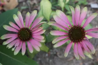 Echinacea purpurea 'Green Twister'