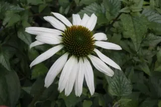 Echinacea purpurea 'Happy Star'