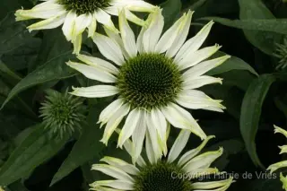 Echinacea purpurea 'Jade'