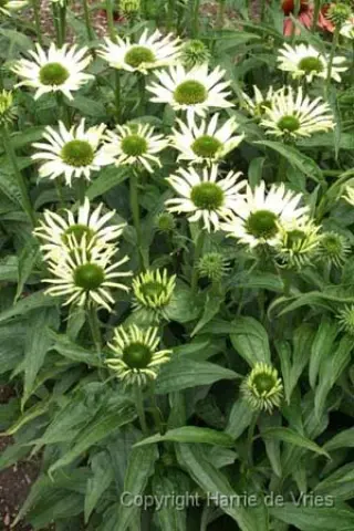 Echinacea purpurea 'Jade'