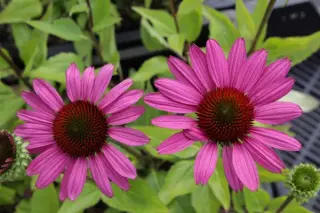 Echinacea purpurea 'Little Magnus'