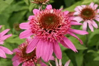 Echinacea purpurea 'Pink Dbl Delight'