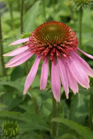 Echinacea purpurea 'Pink Shuttles'