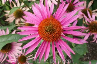 Echinacea purpurea 'Pica Bella'