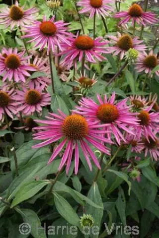 Echinacea purpurea 'Pica Bella'