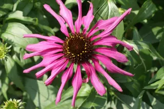 Echinacea purpurea 'Purple Emperor'
