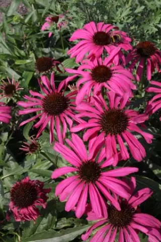 Echinacea purpurea 'Purple Emperor'
