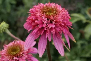 Echinacea purpurea 'Razzmatazz'