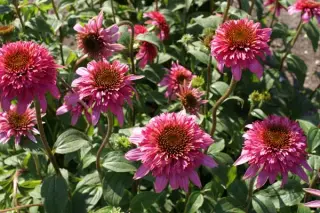 Echinacea purpurea 'Razzmatazz'