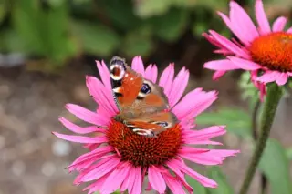 Echinacea purpurea 'Ruby Glow'