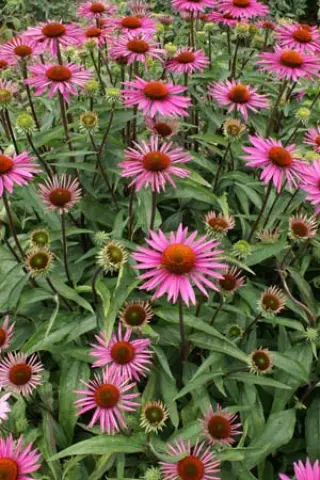 Echinacea purpurea 'Ruby Glow'