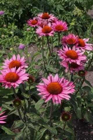 Echinacea purpurea 'Ruby Giant'