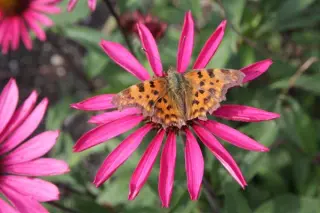 Echinacea purpurea 'Ruby Giant'
