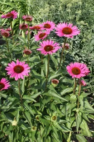 Echinacea purpurea 'Rubinstern'