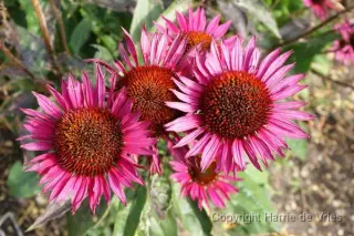 Echinacea purpurea 'Vintage Wine'