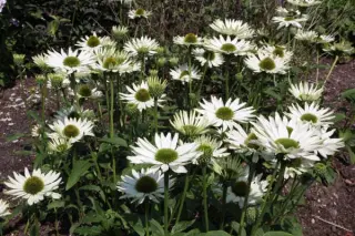 Echinacea purpurea 'Virgin'