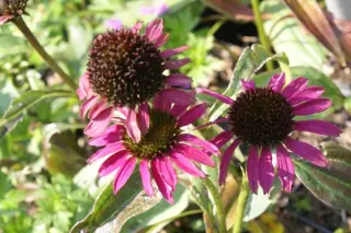 Echinacea 'Raspberry Tart'