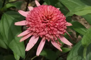 Echinacea 'Raspberry Truffle'