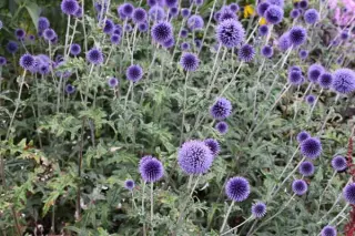 Echinops ritro 'Veitch's Blue'
