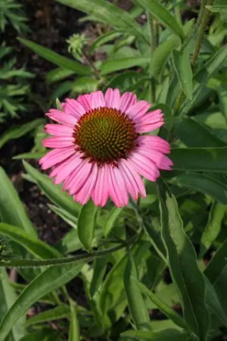 Echinacea 'Rozenrad'