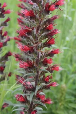 Echium russicum