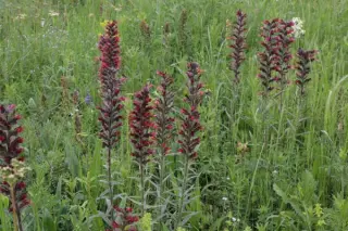 Echium russicum