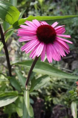 Echinacea 'Sensation Black Pearl' (1535)
