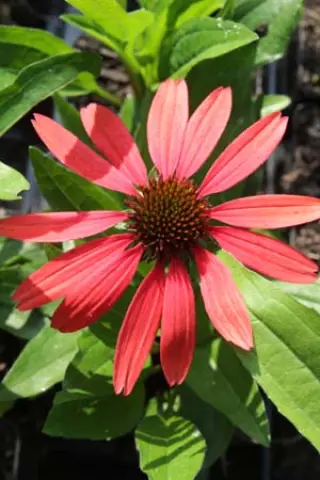Echinacea 'Sensation Coral'
