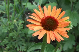 Echinacea 'Sensation Orange'