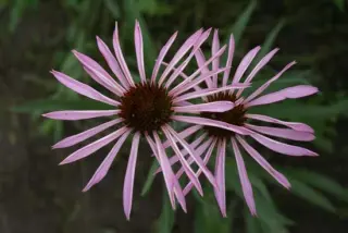 Echinacea simulata
