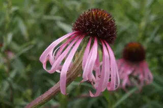 Echinacea simulata