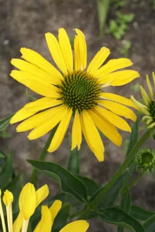 Echinacea 'Summer Breeze'