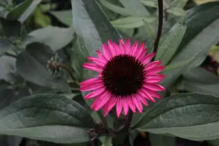 Echinacea 'Summer Cloud'