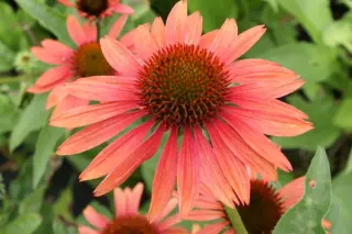 Echinacea 'Sundown'