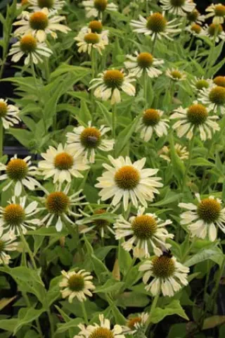 Echinacea 'Sunrise'
