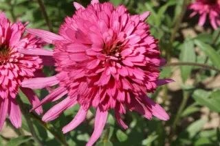 Echinacea tennesseensis 'Mini Belle'