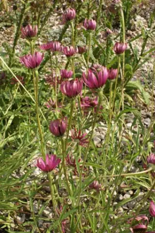 Echinacea tennesseensis 'Rocky Top Hybr.'