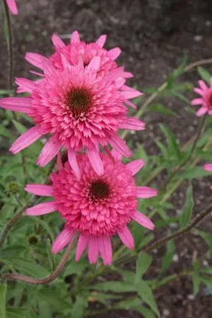 Echinacea tennesseensis 'South. Belle'