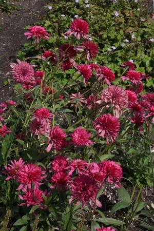 Echinacea tennesseensis 'South. Belle'