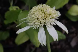 Echinacea 'White Double Delight'