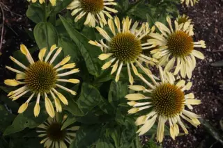 Echinacea 'Yellow Spider'