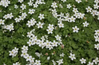 Ellisiophyllum pinnatum