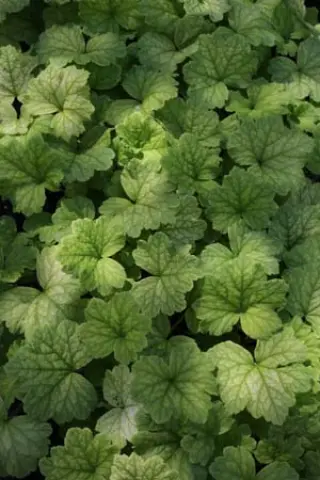 Elmera racemosa