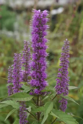 Elsholtzia stauntonii