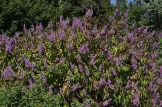 Elsholtzia stauntonii